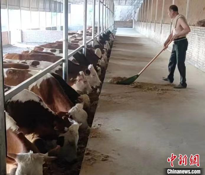 馬騰飛預計，2025年合作社擁有肉牛數量將達到1000余頭。　馬騰飛 攝