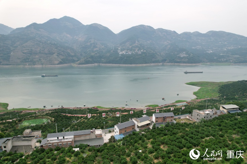 三沱村正以“三峽橙莊”建設為契機,描繪鄉(xiāng)村振興新圖景。人民網(wǎng)記者 劉政寧攝