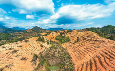 近年來,江西省撫州市南豐縣市山鎮竹源村因地制宜扶持當地農戶利用荒山坡地種植油茶,使油茶成為山區群眾致富奔小康的綠色產業。圖為竹源村油茶種植區。 謝 東攝(人民視覺)