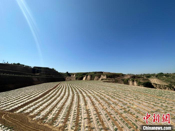 石西素有“西瓜之鄉”之美譽，這里土壤肥沃、晝夜溫差大，孕育出的西瓜脆爽、汁多、超甜。　劉小紅 攝