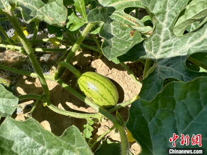 14日，記者在合作社的百畝西瓜地里，看著一個個如雞蛋般大小的西瓜，正“享受”著太陽的炙烤。　劉小紅 攝