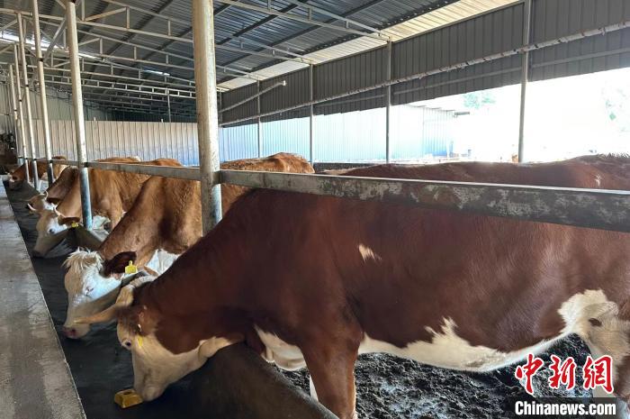 馬騰飛介紹，這種肉牛體格大、生長快、肌肉多、脂肪少，且牛肉口感良好，在市場上頗受歡迎。　劉小紅 攝