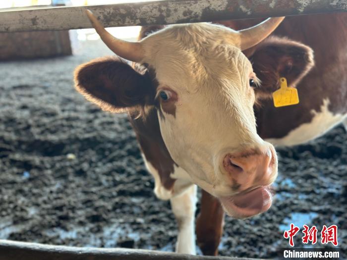 山西返鄉牛倌“犇”富記：情系桑梓帶富鄉鄰
