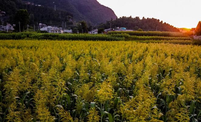 打造鄉村振興齊魯樣板 《對話》特別節目齊探山東密碼